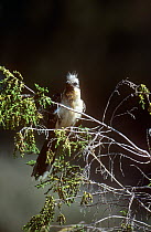Great spotted cuckoo (Clamator glandarius) perched, Spain