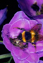 Bumblebee collecting nectar from viola flower