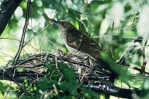 Black billed cuckoo (Coccyzus erythropthalmus) bringing insect food to nest, Milwaukee County Parks, Wisconsin, USA