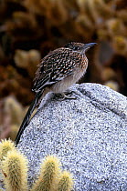 Road runner perched on rock. (Geococcyx californianus) Anza Barrego California, USA