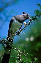 White bellied go away bird feeds in Acacia bush (Corythaixoides Leucogaster) Lake Baringo, Kenya