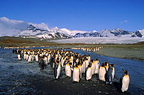 King Penguins, St.Andrews Bay, South Georgia.
