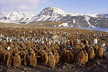 Creche of King Penguin (Aptenodytes patagoni) chicks, South Georgia, St Andrews Bay, Antarctica.