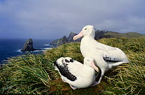 Wandering Albatross pair (Diomedea exulans) at nest site in tussock grass, Bird Island, South Georgia