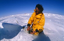 Scientist checking teeth of a baby Harp Seal {Phoca groenlandicus} Magdalen Islands, Canada