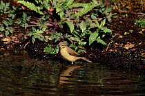 Willow Warbler at water, England