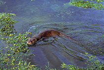 European River Otter (Lutra lutra) in Scotland