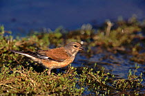 Linnet male at water, England