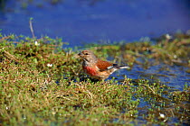 Linnet (Acanthis cannabina) at water in Sussex. England Male breeding plumage.