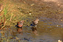 Linnets drinking, Sussex, England