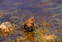 Linnet (Acanthis cannabina) bathing. Sussex England