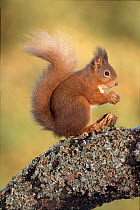 Red Squirrel on alder bough. Scotland, Perthshire.