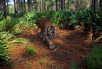 Florida panther  (Felis concolor) USA captive