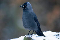 Jackdaw in snow (Corvus monedula) Belgium