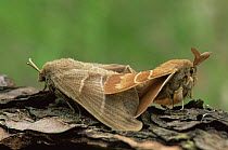 Fox moths mating (Macrothylacia rubi) Belgium