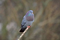 Stock dove on perch. Worcestershire, UK.