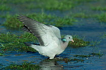 Stock dove (Columba oenas) flapping wings in water, UK