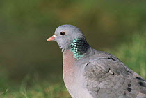 Stock dove {Columba oenas} head profile, Worcestershire, UK.