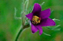 Pasque flower (Pulsatilla vulgaris) Belgium