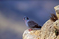 Stock dove perched on rock (Columba oenas) Alicante, SPAIN
