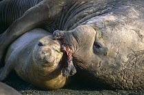 Southern elephant seal {Mirounga leonina} wounded bull trying to mate, St. Andrews Bay, South Georgia, Antarctica.