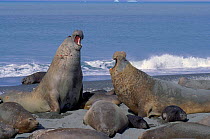 Southern elephant seals (Mirounga leonina) males fighting. South Georgia St Andrews Bay Antarctica