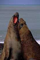 Southern elephant seals (Mirounga leonina) fighting. South Georgia St Andrews Bay Antarctica