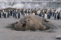 Aggressive bull elephant seal and penguins on beach at  St Andrews Bay, South Georgia