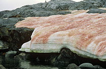 Red snow algae, Couverville Is,  Antarctic Penninsula