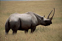 Black rhinoceros. Ngorongoro Crater, Tanzania.