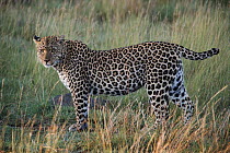 Leopard known as 'Half tail', Masai Mara, Kenya. One of the animals featured in BBC tv series 'Big Cat Diary'