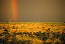 Rain clouds with rainbow over Masai Mara, Kenya.
