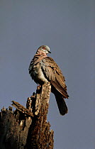 Mourning collared dove on tree stump, Kenya, Africa