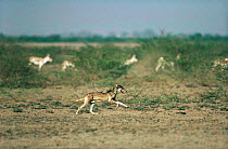 Wild Indian grey wolf (Canis lupus) hunting Khur / Indian wild ass (Equus hemionus khur) Little Rann of Kutch, Gujarat, India