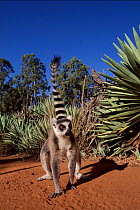 Ring tailed lemur. Madagascar, Berenty Private Reserve