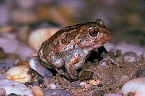 Common spadefoot toad (Pelobates fuscus) Lake Neusiedl, Austria.