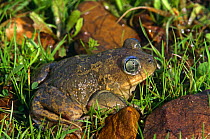 Female Western spadefoot toad (Pelobates cultripes) Spain