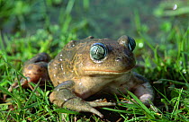Female western spadefoot toad (Pelobates cultripes) Spain