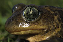 Western spadefoot toad (Pelobates cultripes) female, portrait, Spain