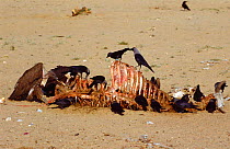 House crows (Corvus splendens) & Indian white backed vulture feed on cattle carcass, India