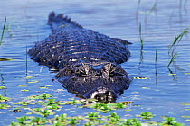 Caiman submerged in lagoon. (Caiman sp) Ibera Marshes, Argentina