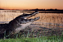 Caiman coming out of lagoon at sunset. Argentina, Ibera Marshes Nature Reserve. South America