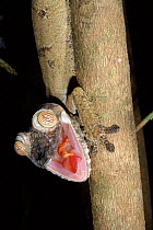 Leaf tailed gecko threat display, Nosy Mangabe, Madagascar