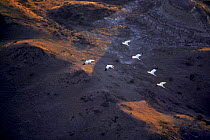 Aerial shot, migrating whooping cranes. (Grus americana) North Dakota