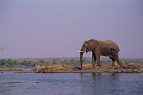 African elephant by the Zambezi River, Zimbabwe. Africa.