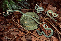 Two-striped Forest Pit Viper with one-day- old young. Amazonia, Ecuador