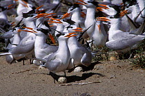 Royal Terns nesting colony, Gulf coast Louisiana, USA. (Thalasseus maximus)