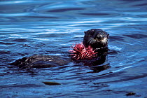 Sea otter holding sea urchin. (Enhydra lutris) Monterey Bay California, USA.