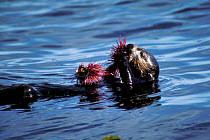 Sea otter eating sea urchin. USA (Enhydra lutris) Monterey Bay California