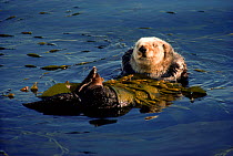 Sea otter floating, wrapped in kelp (Enhydra lutris) Monterey Bay, California, USA